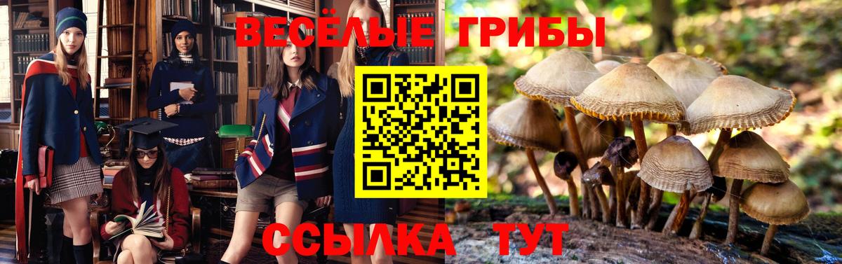 Псилоцибиновые грибы мицелий Стерлитамак